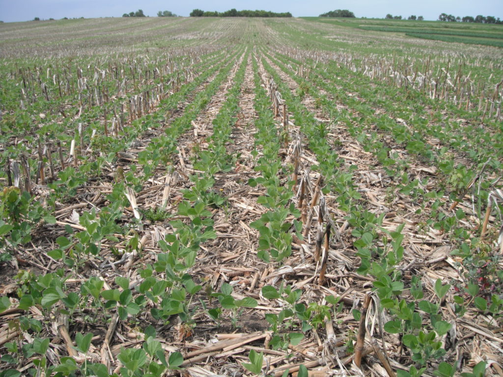 No-till soybeans