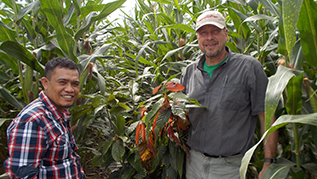 7. Corn Cocoa interplant Indonesia