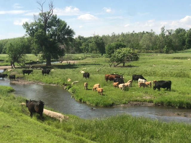 Cows-at-Marken-pasture_5-June-2019-2