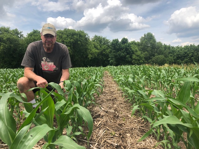 Nelson-farm-corn_19-June-2019-1